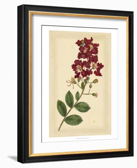 Floral Varieties II-Samuel Curtis-Framed Art Print