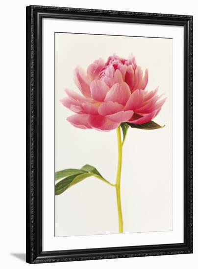 Floral Virtuoso-Irene Suchocki-Framed Giclee Print