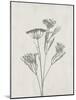Floral Wild - Dill-Collezione Botanica-Mounted Giclee Print