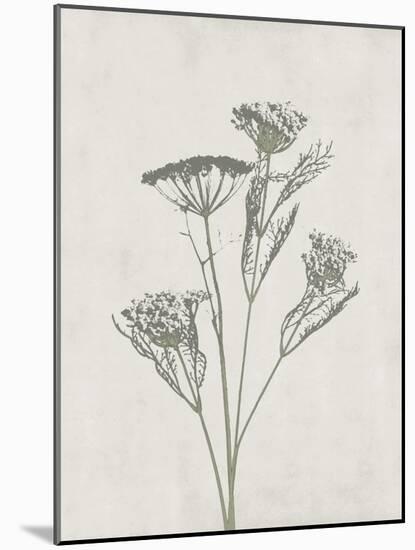 Floral Wild - Dill-Collezione Botanica-Mounted Giclee Print