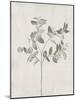 Floral Wild - Eucalyptus-Collezione Botanica-Mounted Giclee Print