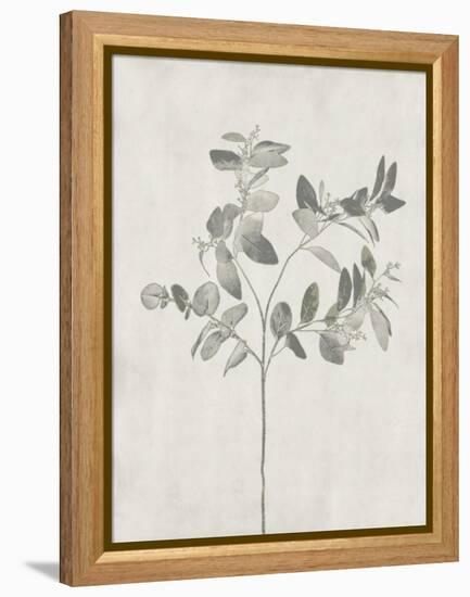 Floral Wild - Eucalyptus-Collezione Botanica-Framed Stretched Canvas