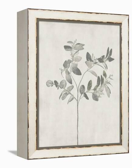 Floral Wild - Eucalyptus-Collezione Botanica-Framed Stretched Canvas