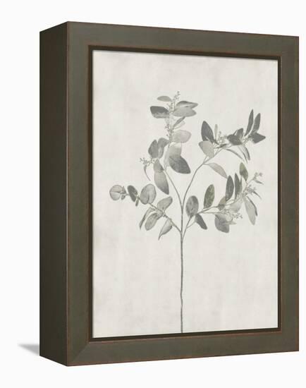 Floral Wild - Eucalyptus-Collezione Botanica-Framed Stretched Canvas