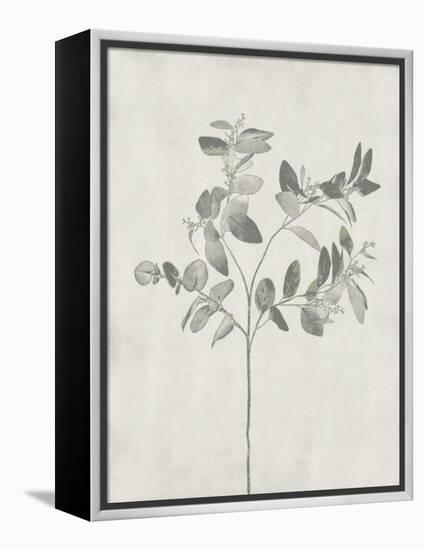 Floral Wild - Eucalyptus-Collezione Botanica-Framed Stretched Canvas