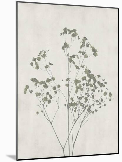 Floral Wild - Gypsophila-Collezione Botanica-Mounted Giclee Print