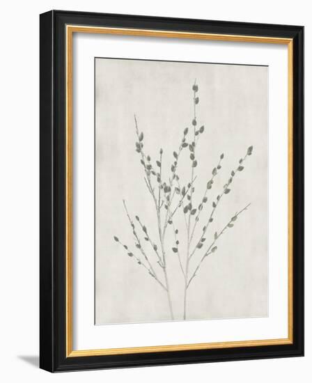 Floral Wild - Salix Discolor-Collezione Botanica-Framed Giclee Print