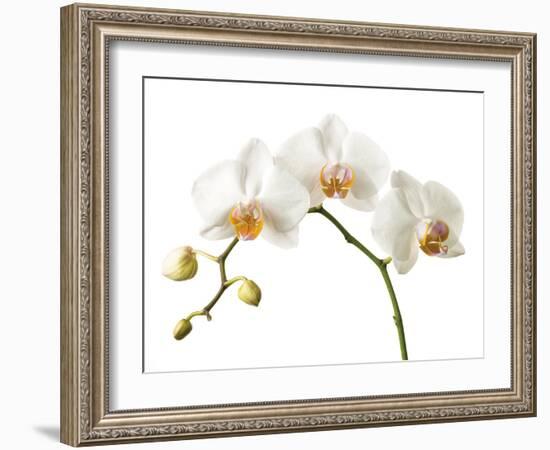 Floral Zest-Assaf Frank-Framed Giclee Print