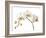 Floral Zest-Assaf Frank-Framed Giclee Print