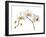 Floral Zest-Assaf Frank-Framed Giclee Print