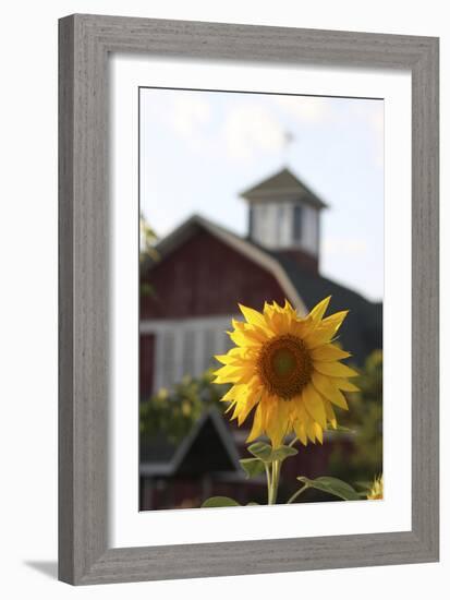 Floral-Jeff Rasche-Framed Photographic Print