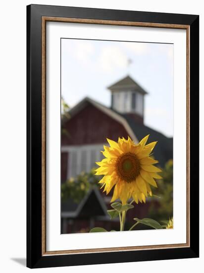 Floral-Jeff Rasche-Framed Photographic Print