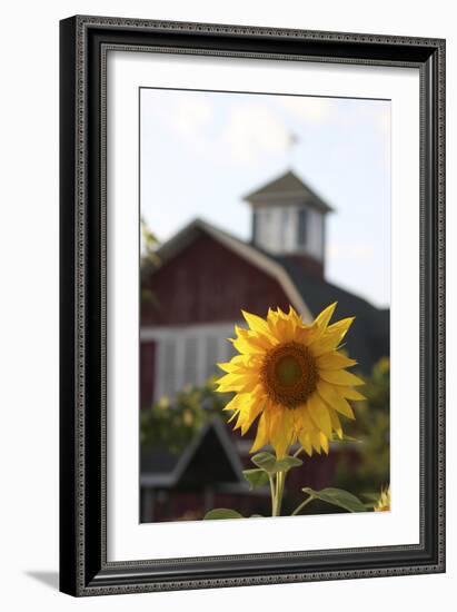 Floral-Jeff Rasche-Framed Photographic Print