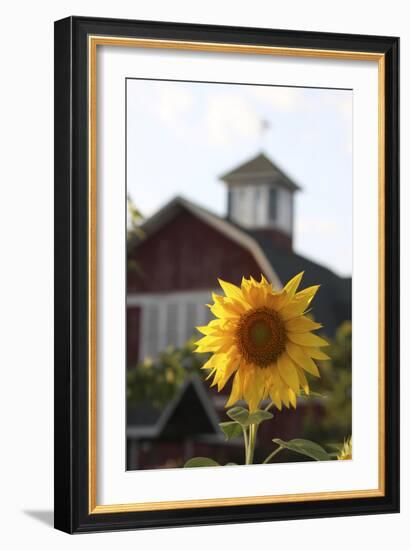 Floral-Jeff Rasche-Framed Photographic Print