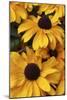 Floral-Jeff Rasche-Mounted Photographic Print