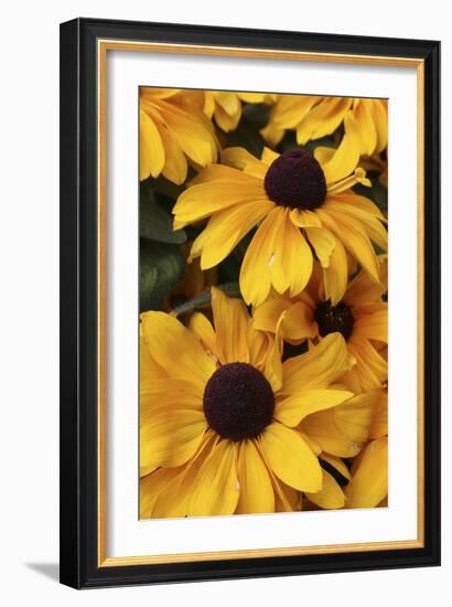 Floral-Jeff Rasche-Framed Photographic Print