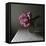 Florals In The Dark-Sarah Gardner-Framed Stretched Canvas