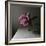 Florals In The Dark-Sarah Gardner-Framed Photo