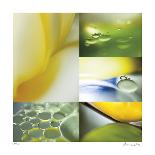 Citrus Drops-Florence Delva-Giclee Print