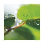 Dew Drops 7-Florence Delva-Giclee Print
