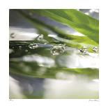 Rain Drops-Florence Delva-Giclee Print
