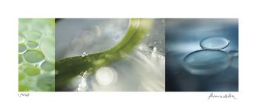 Dew Drops 1-Florence Delva-Giclee Print
