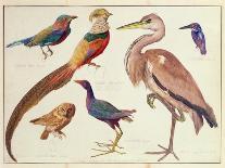 Studies of Birds from the Bootle Museum, Liverpool-Florence Emily Bark-Mounted Giclee Print