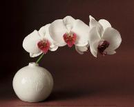 Orchid and white vase-Florence Rouquette-Art Print