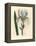 Florentine Iris, Iris Florentina-James Sowerby-Framed Premier Image Canvas