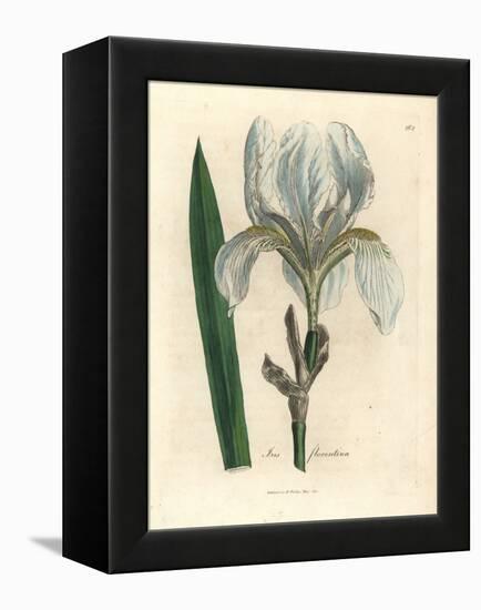 Florentine Iris, Iris Florentina-James Sowerby-Framed Premier Image Canvas