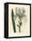 Florentine Iris, Iris Florentina-James Sowerby-Framed Premier Image Canvas