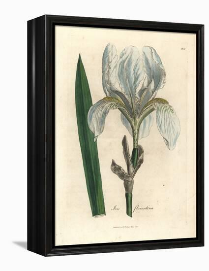 Florentine Iris, Iris Florentina-James Sowerby-Framed Premier Image Canvas