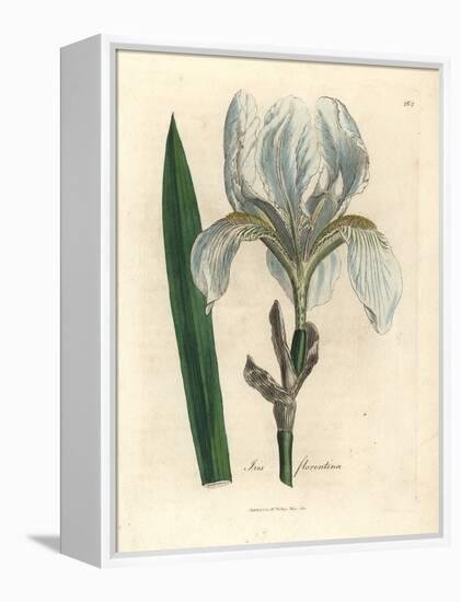 Florentine Iris, Iris Florentina-James Sowerby-Framed Premier Image Canvas