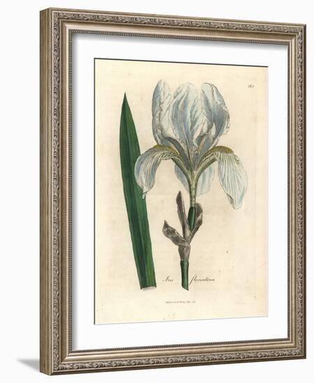 Florentine Iris, Iris Florentina-James Sowerby-Framed Giclee Print