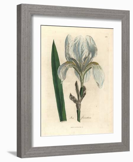 Florentine Iris, Iris Florentina-James Sowerby-Framed Giclee Print