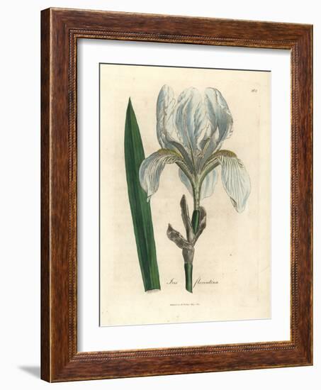 Florentine Iris, Iris Florentina-James Sowerby-Framed Giclee Print