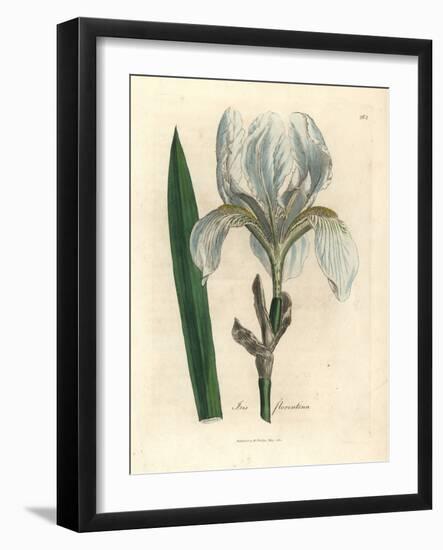 Florentine Iris, Iris Florentina-James Sowerby-Framed Giclee Print