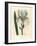 Florentine Iris, Iris Florentina-James Sowerby-Framed Giclee Print