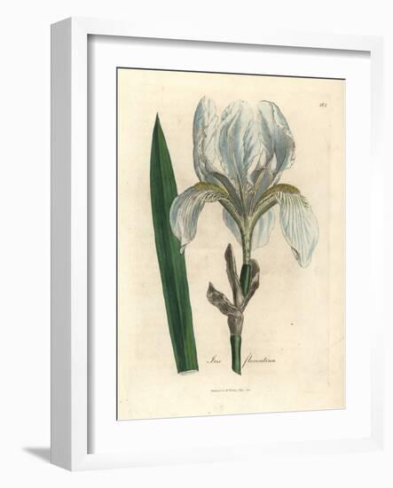 Florentine Iris, Iris Florentina-James Sowerby-Framed Giclee Print