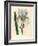 Florentine Iris, Iris Florentina-James Sowerby-Framed Giclee Print