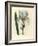 Florentine Iris, Iris Florentina-James Sowerby-Framed Giclee Print