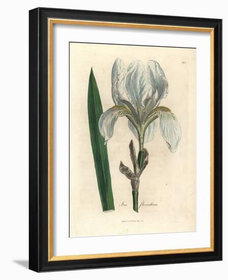 Florentine Iris, Iris Florentina-James Sowerby-Framed Giclee Print