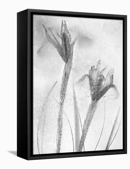 Flores Azules-Moises Levy-Framed Premier Image Canvas