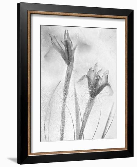 Flores Azules-Moises Levy-Framed Photographic Print