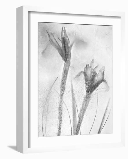 Flores Azules-Moises Levy-Framed Photographic Print