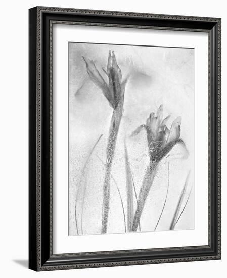 Flores Azules-Moises Levy-Framed Photographic Print