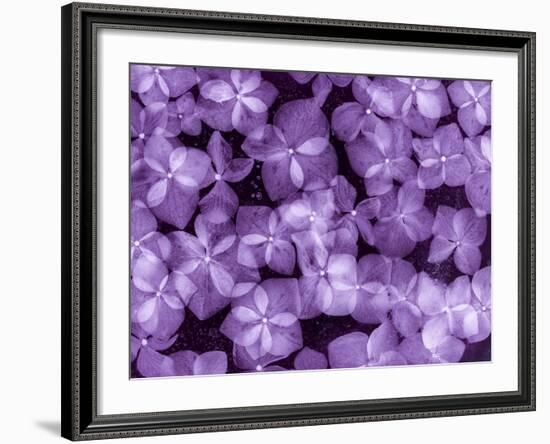 Flores Congeladas 200-Moises Levy-Framed Photographic Print