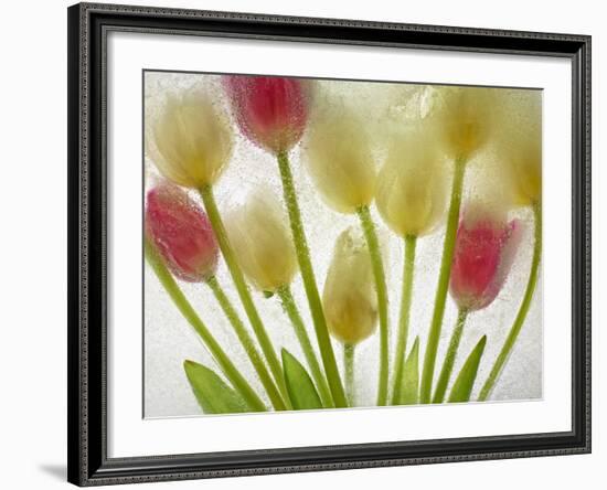 Flores Congeladas-Moises Levy-Framed Photographic Print