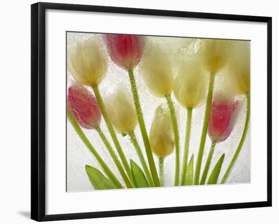 Flores Congeladas-Moises Levy-Framed Photographic Print