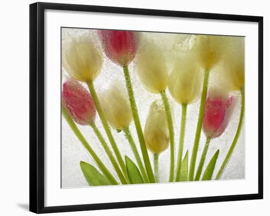 Flores Congeladas-Moises Levy-Framed Photographic Print